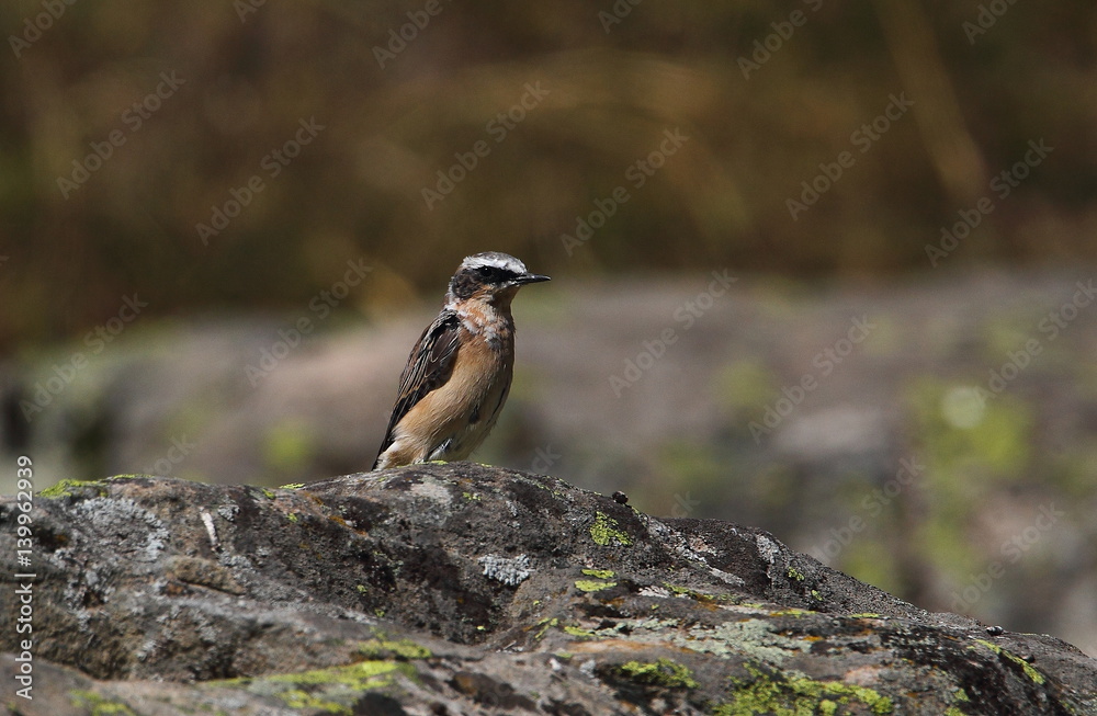 Naklejka premium Animal