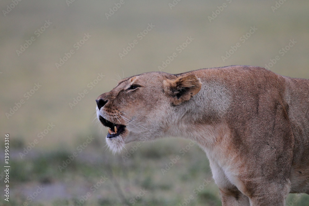 Fototapeta premium wildlife
