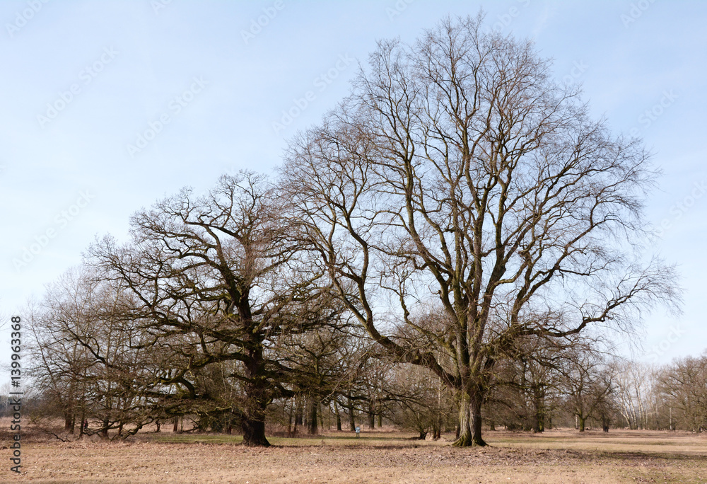 Two Rogalin oaks with twisted branches and a human standing between them Two Rogalin oaks with twisted branches and a human standing between them