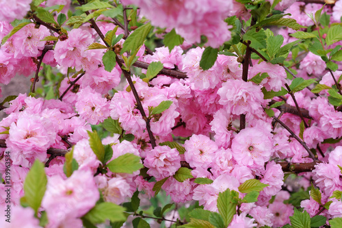Prunus triloba Louiseania blossoms. Spring branch of almond with beautiful pi...