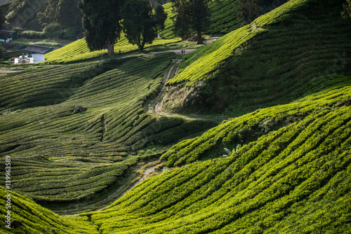 The biggest tea plantation Cameron highlands  Malaysia