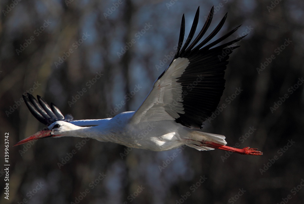 Naklejka premium wildlife