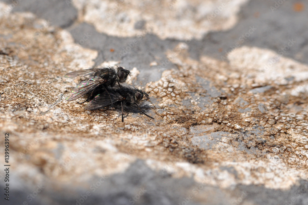 Couple of flies mating on rock on sunny day
