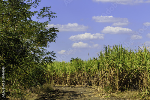 Photography Sugar cane in Cuba