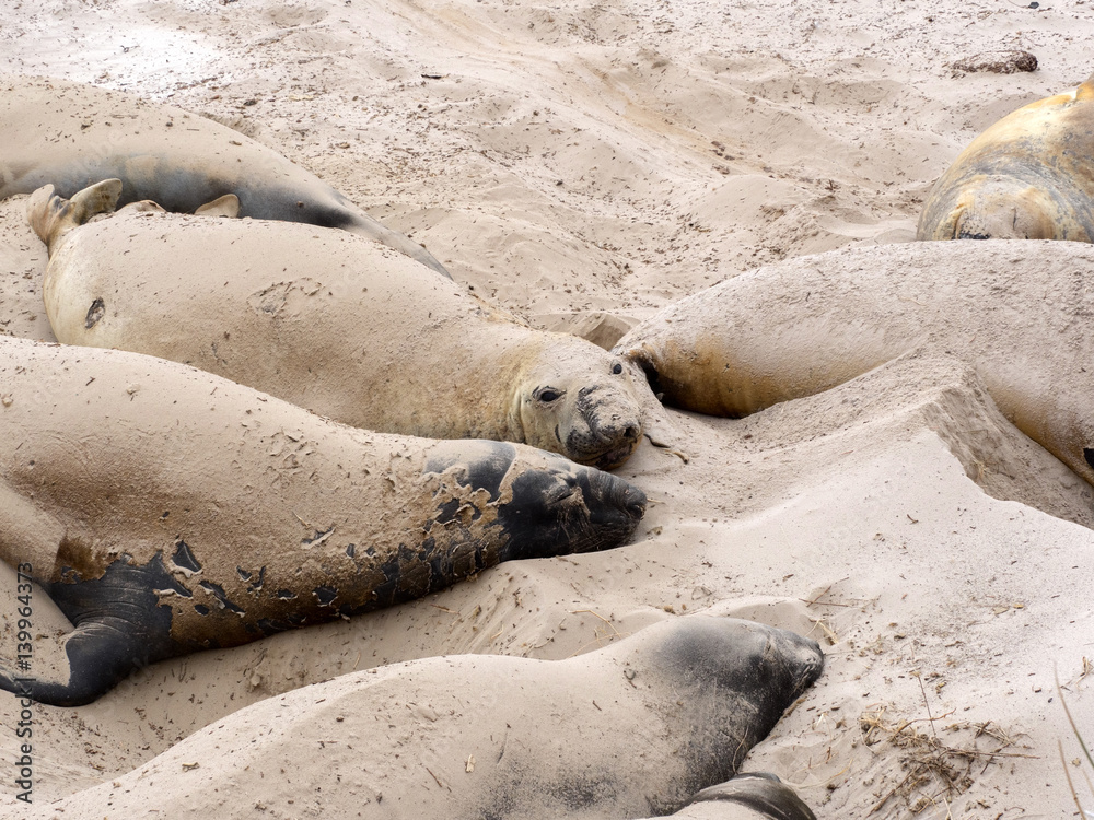 Fototapeta premium South Elephant Seal, Mirounga leonina relax on the beach, Carcass, Falkland-Malvinas