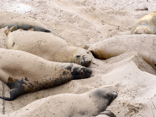 South Elephant Seal, Mirounga leonina relax on the beach, Carcass, Falkland-Malvinas