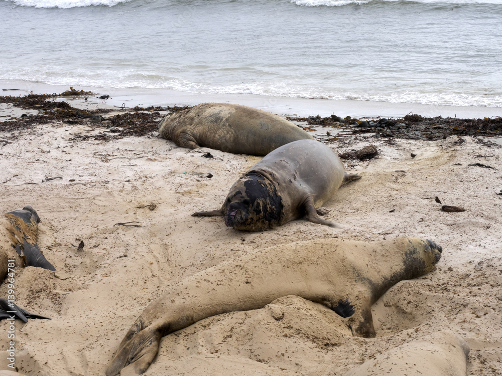 Fototapeta premium South Elephant Seal, Mirounga leonina throwing sand at each other to get rid of old skin,Carcass, Falkland-Malvinas