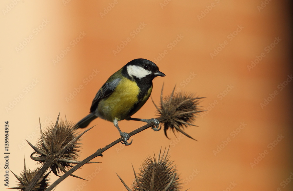 Fototapeta premium wildlife
