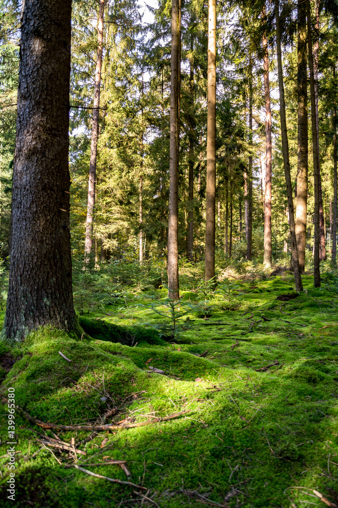 Fototapeta premium Zauberwald