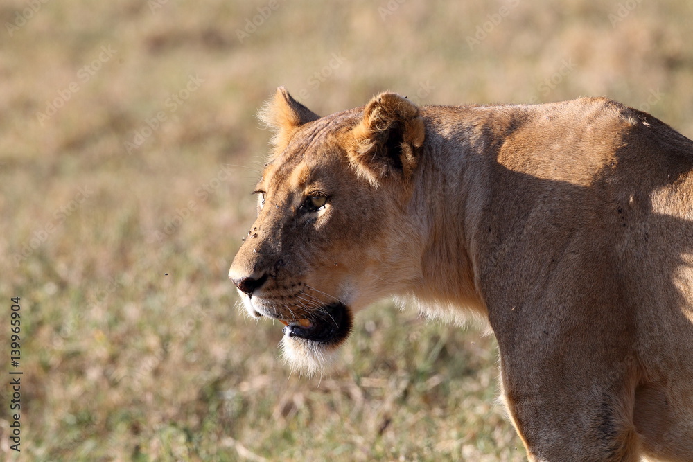 wildlife wildlife