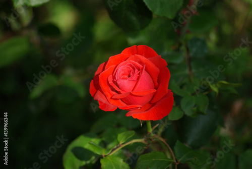Rose rouge au lever du jour au jardin