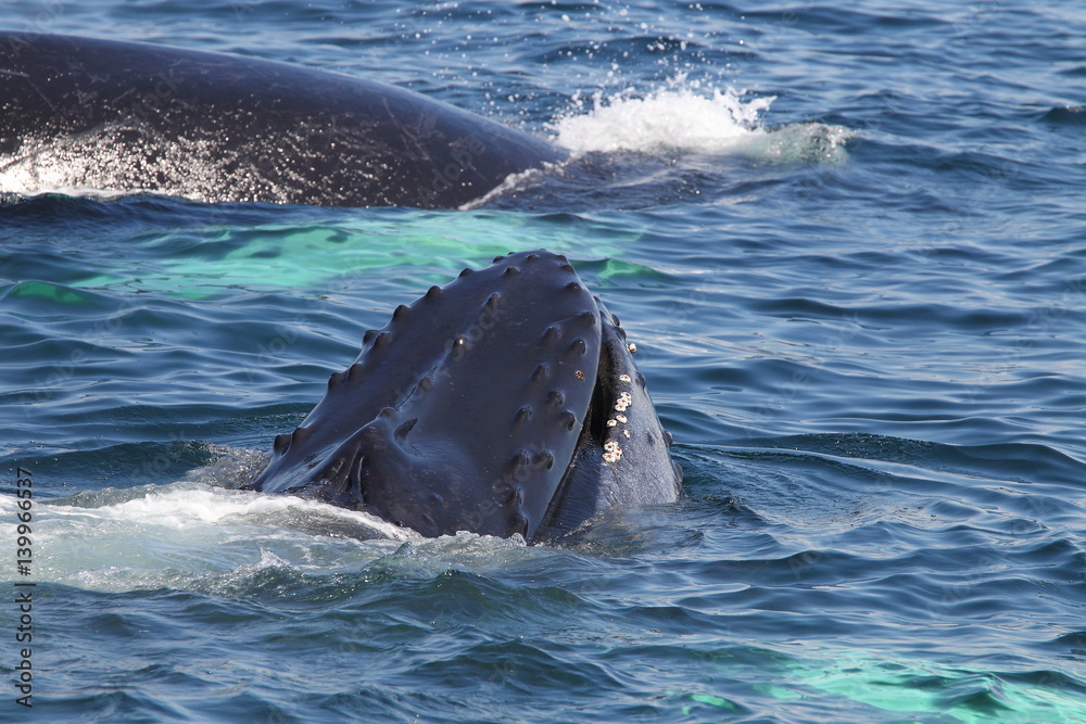 Fototapeta premium wildlife