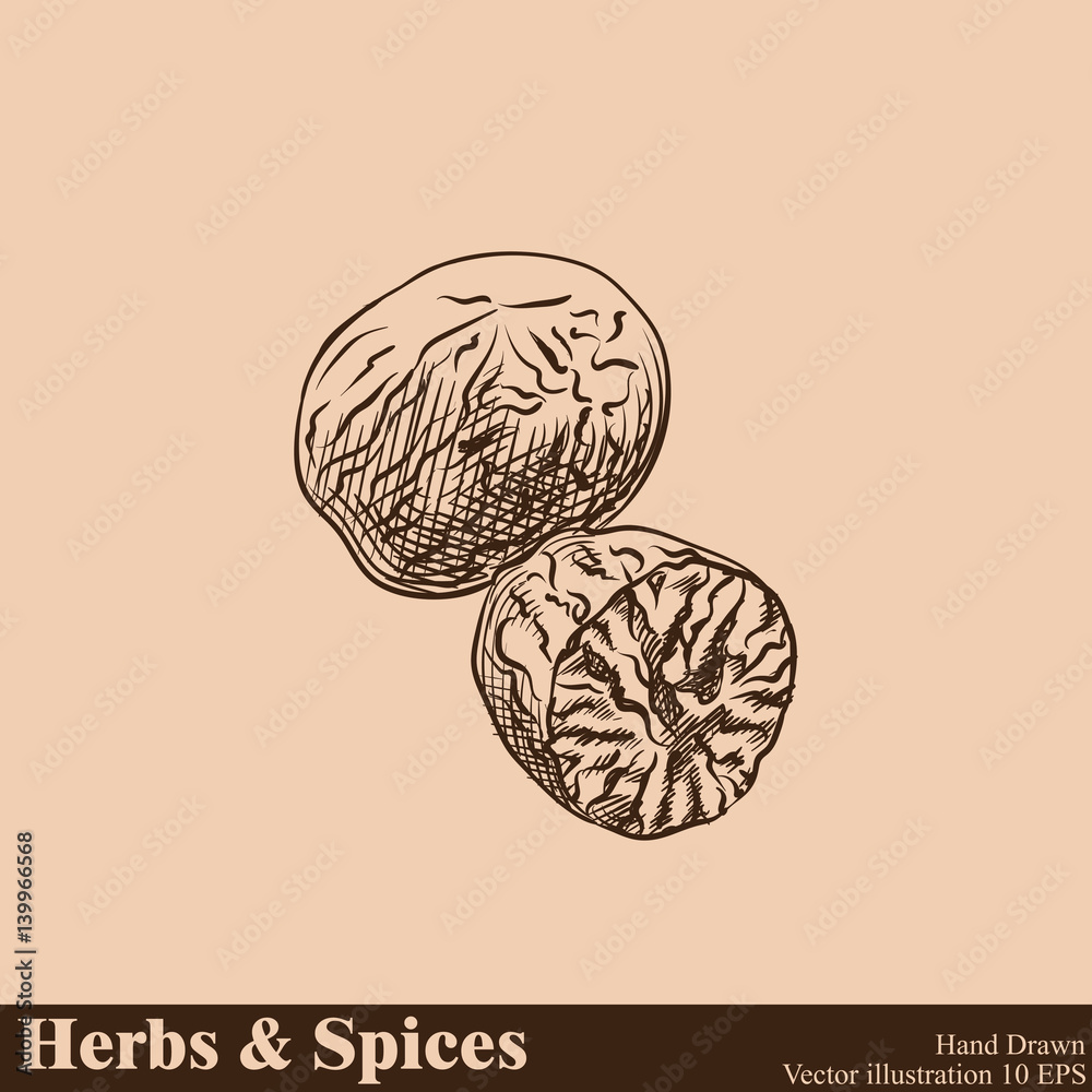 Hand drawn nutmeg isolated on beige background. Herbs and Spices sketch style vector illustrator. Hand drawn nutmeg isolated on beige background. Herbs and Spices sketch style vector illustrator.