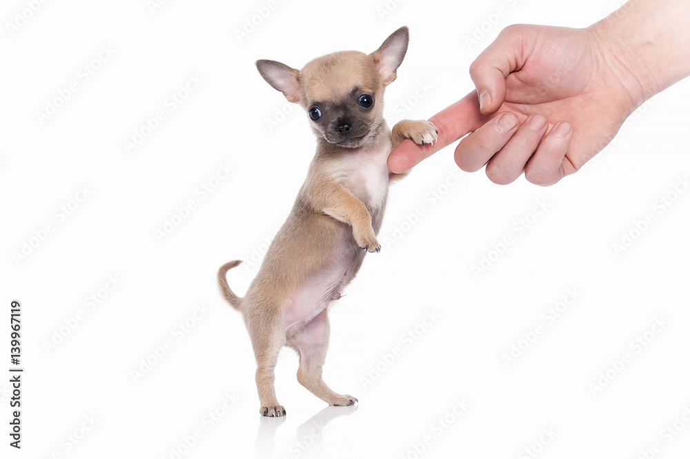 Dog. Chihuahua puppy on white background