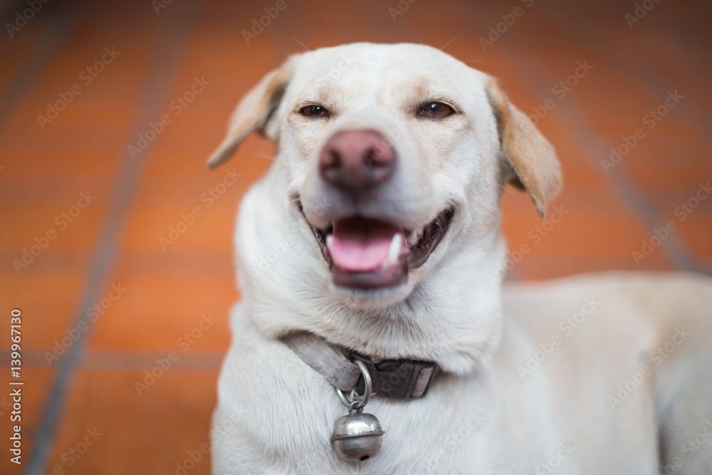 dog dog