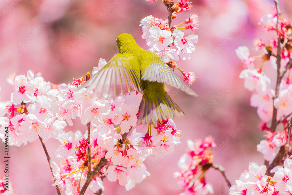 The Japanese White eye.The background is winter cherry blossoms. Located in Tokyo Prefecture Japan. The Japanese White eye.The background is winter cherry blossoms. Located in Tokyo Prefecture Japan.