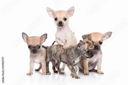 Dog. Chihuahua puppy on white background