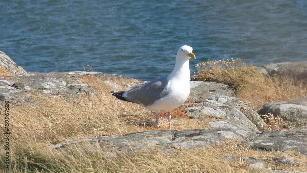 Seagull standing