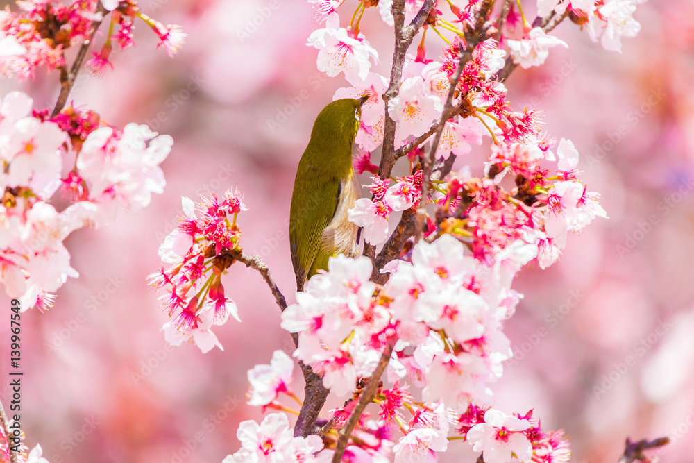 The Japanese White eye.The background is winter cherry blossoms. Located in Tokyo Prefecture Japan. The Japanese White eye.The background is winter cherry blossoms. Located in Tokyo Prefecture Japan.