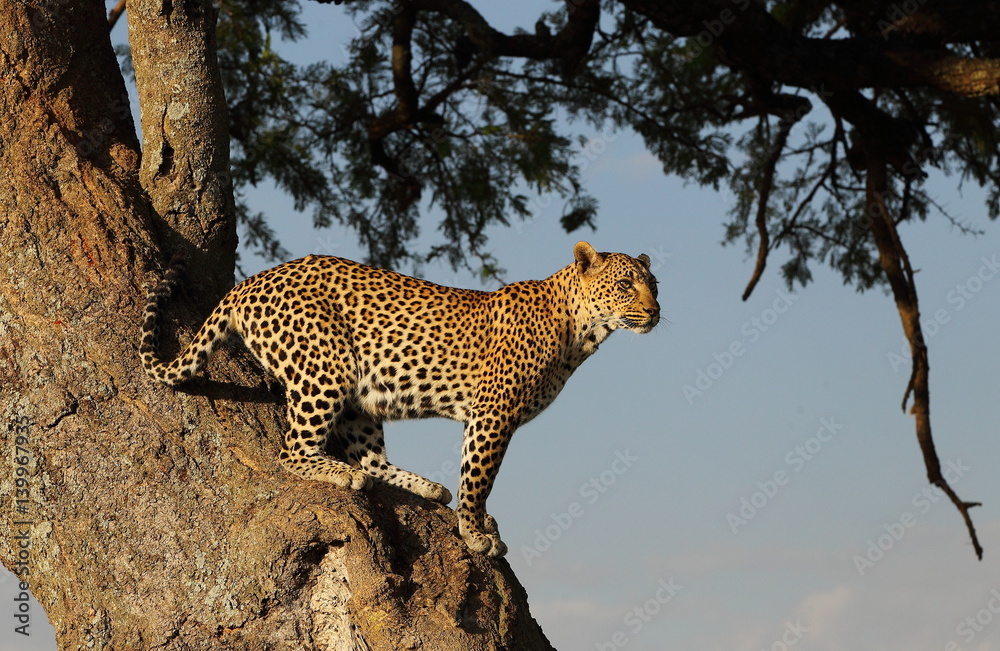 Obraz premium wildlife