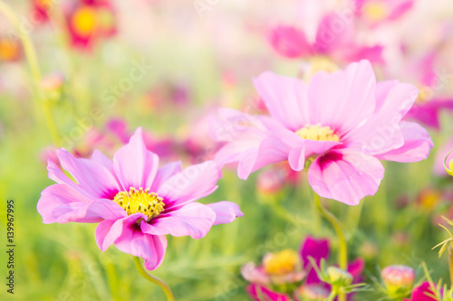 flowers cosmos colorful in the park, flowers colorful with sunlight © aboutnuylove