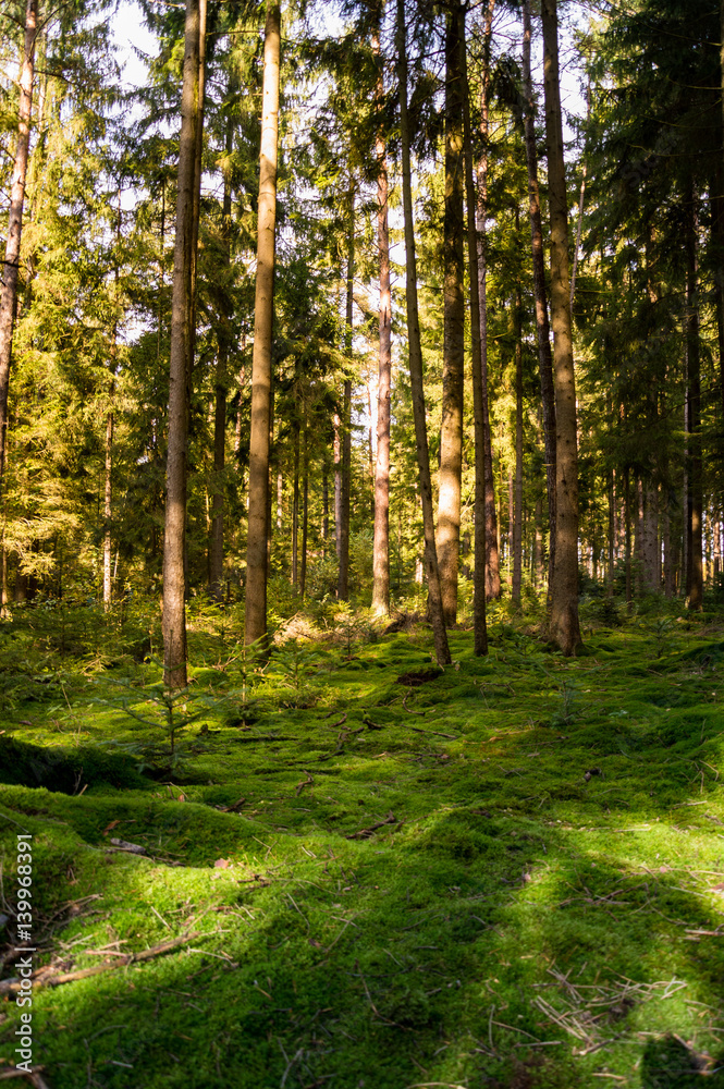 Zauberwald