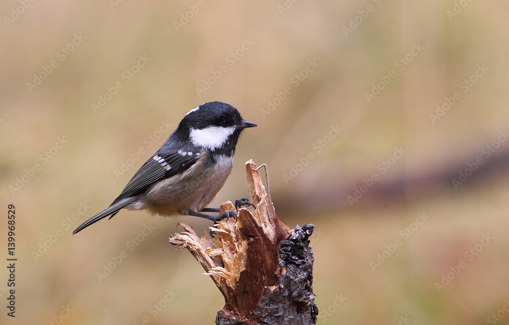 Obraz premium Wildlife