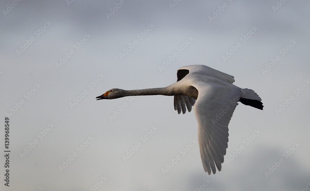 Obraz premium Wildlife