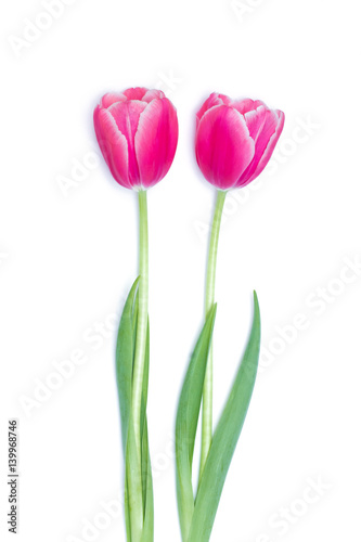 fresh pink tulips