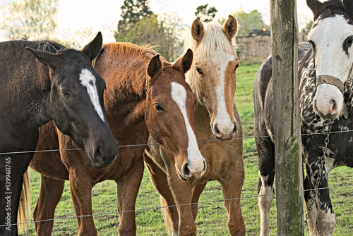 Friendly horse herd in a field in argentina