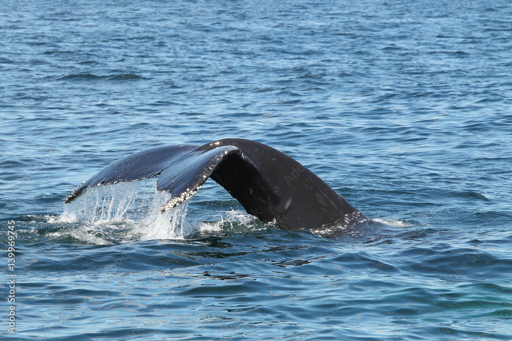 Fototapeta premium Wildlife