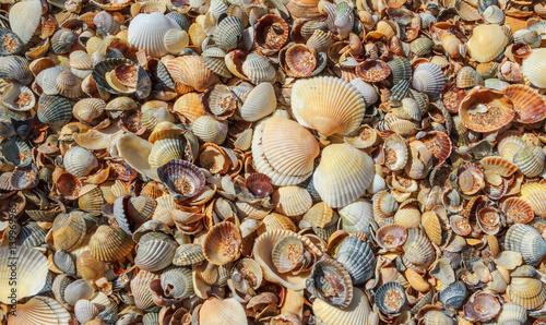  Many sea shells on a beach summer background.
