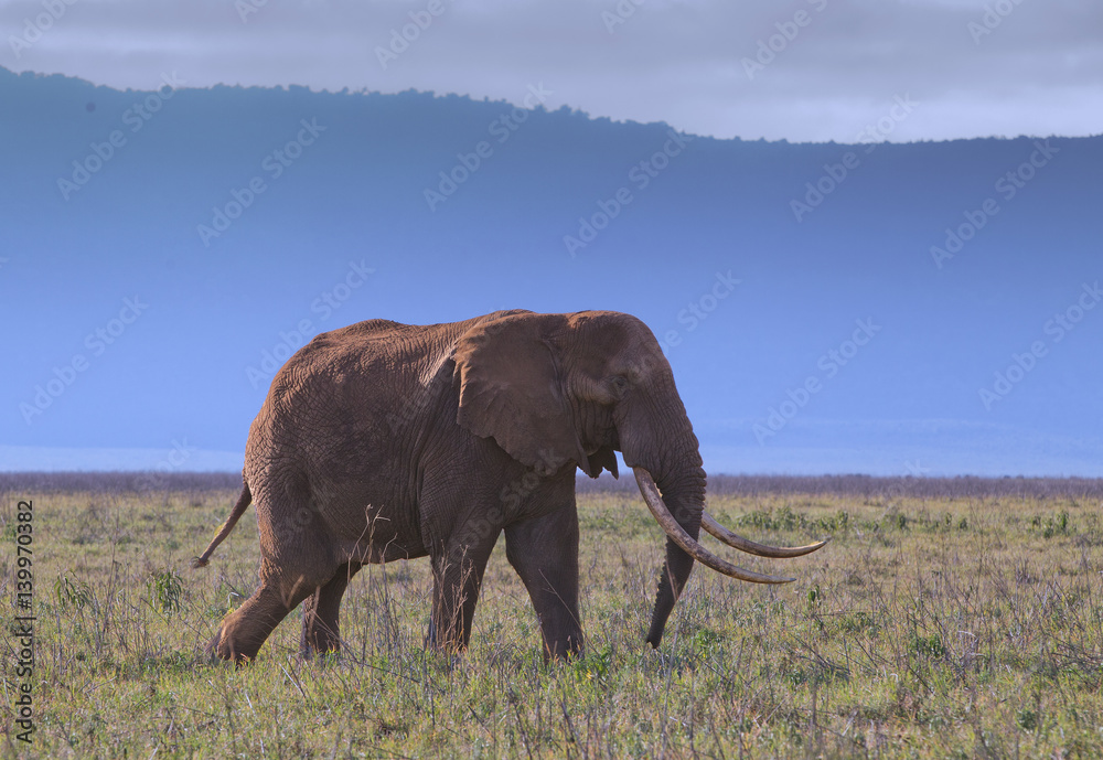 Fototapeta premium wildlife