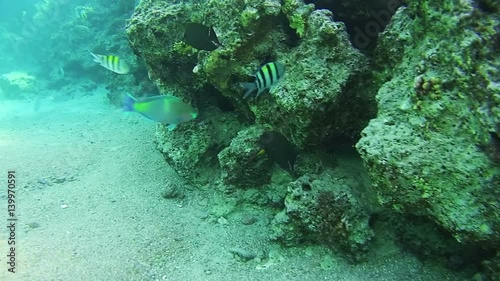 Colorful Tropical Fish on Coral Reefs in the Red Sea. Egypt. photo