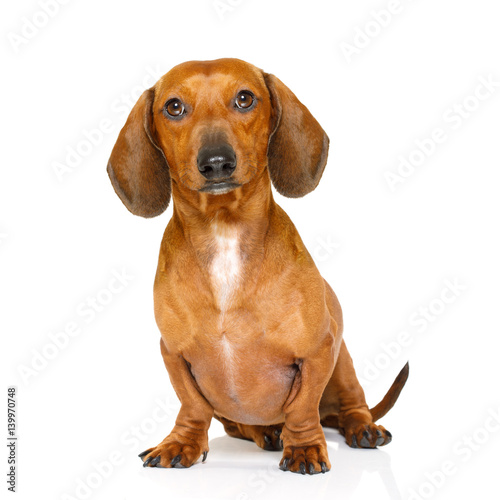 sitting dachshund or sausage dog