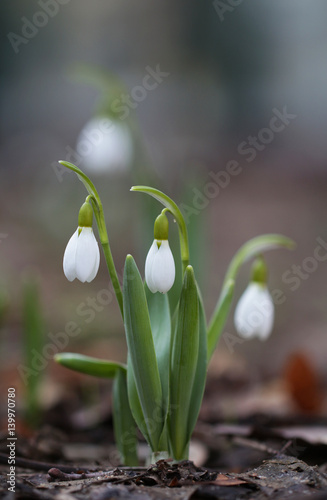 Snowdrops on a forest glade