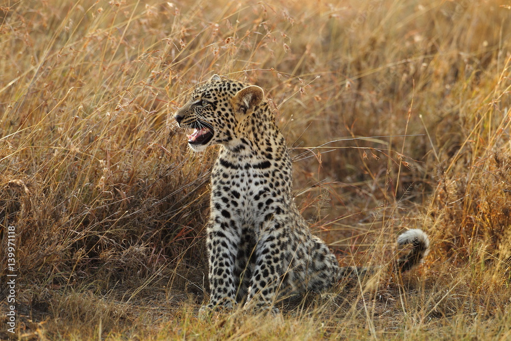 Fototapeta premium wildlife