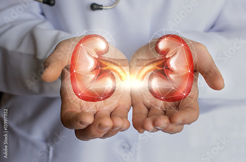 Fototapeta Naklejka Na Ścianę i Meble -  The doctor holds in his hands the kidney.