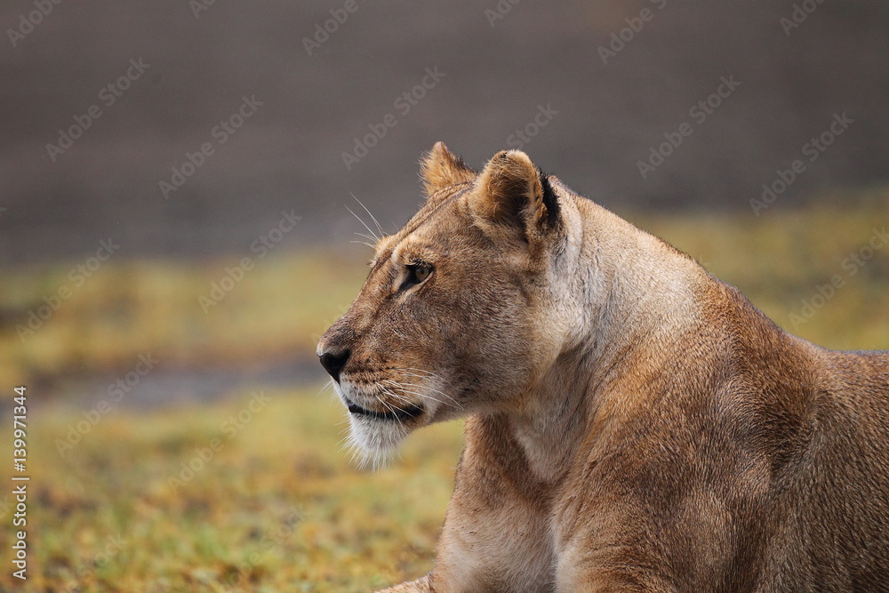 Fototapeta premium wildlife