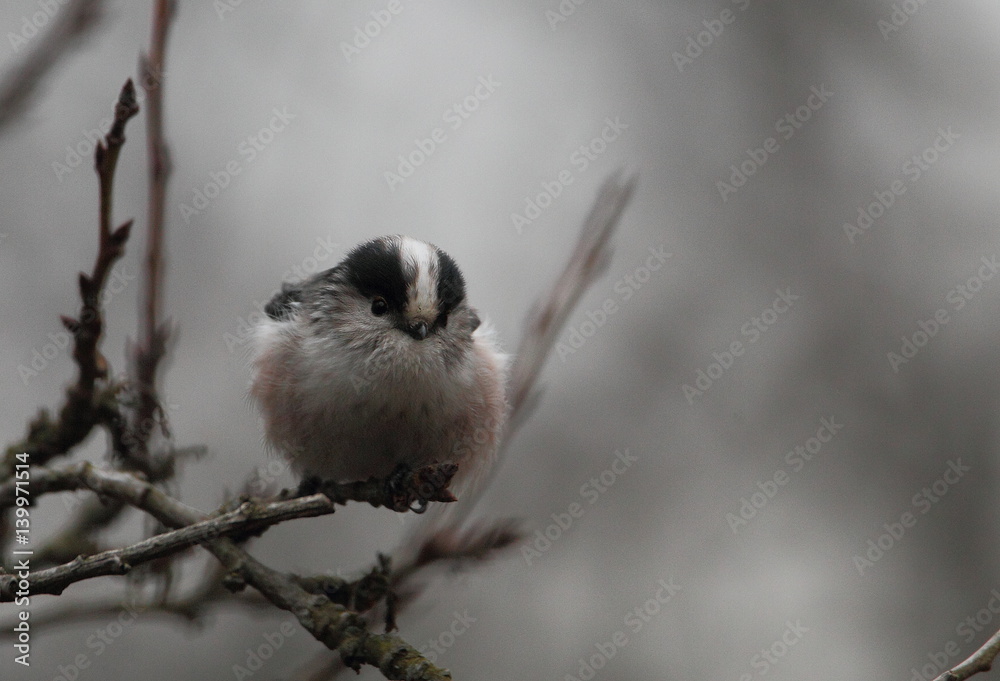 Naklejka premium wildlife