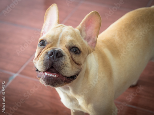 French bulldog playing on the ground