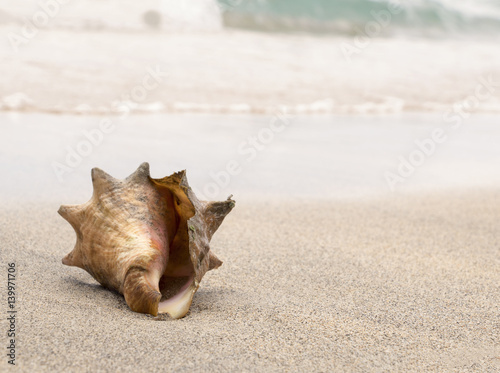 Conch Shell on the white sand beach