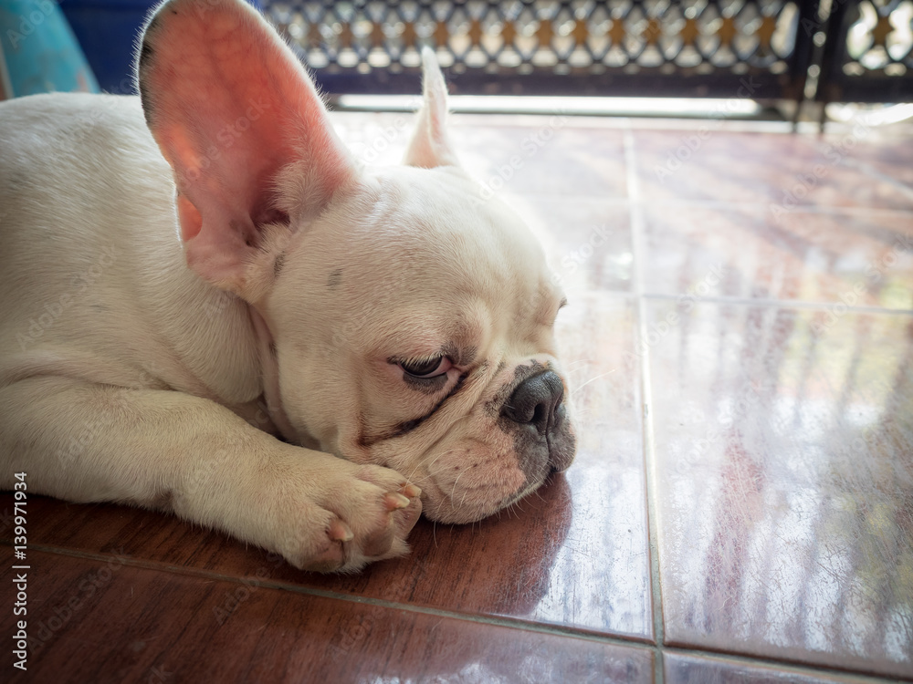 French bulldog playing on the ground