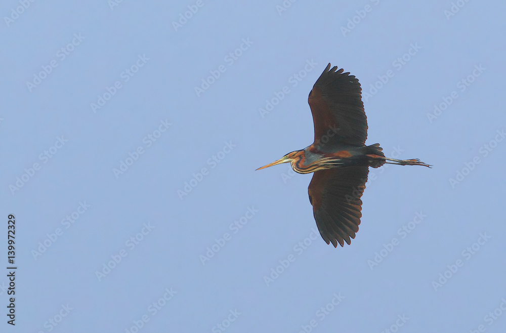 Obraz premium wildlife