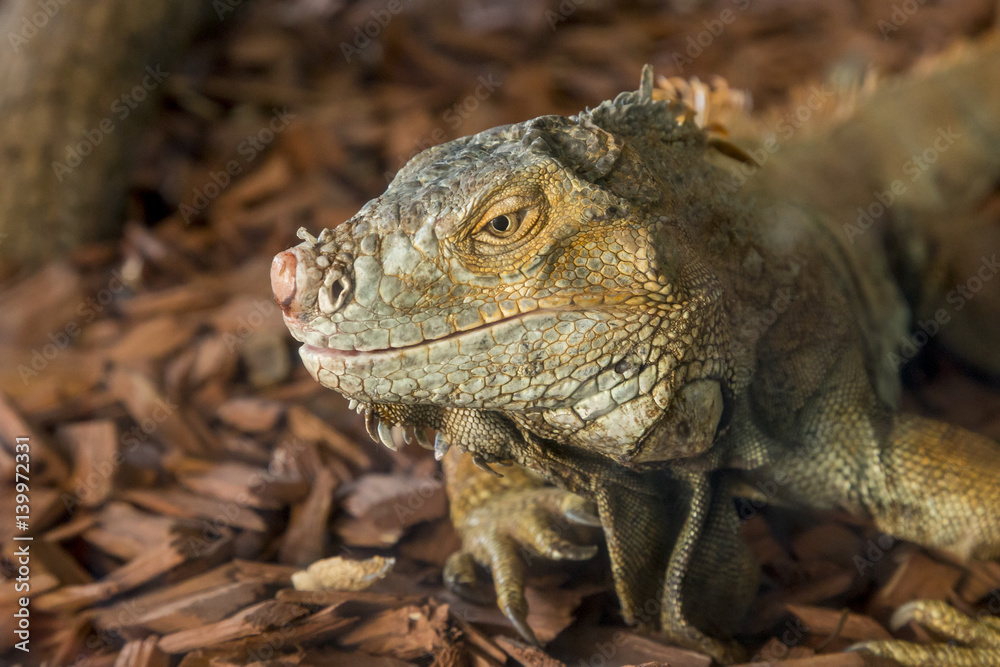 Fototapeta premium iguanas face