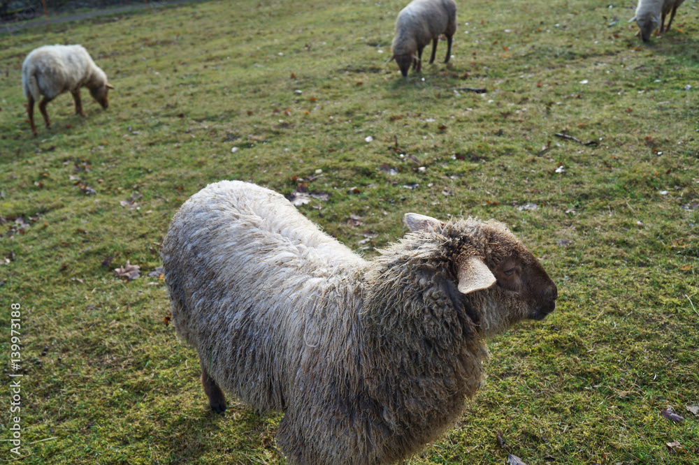 Schaf auf der grünen Weide Schaf auf der grünen Weide