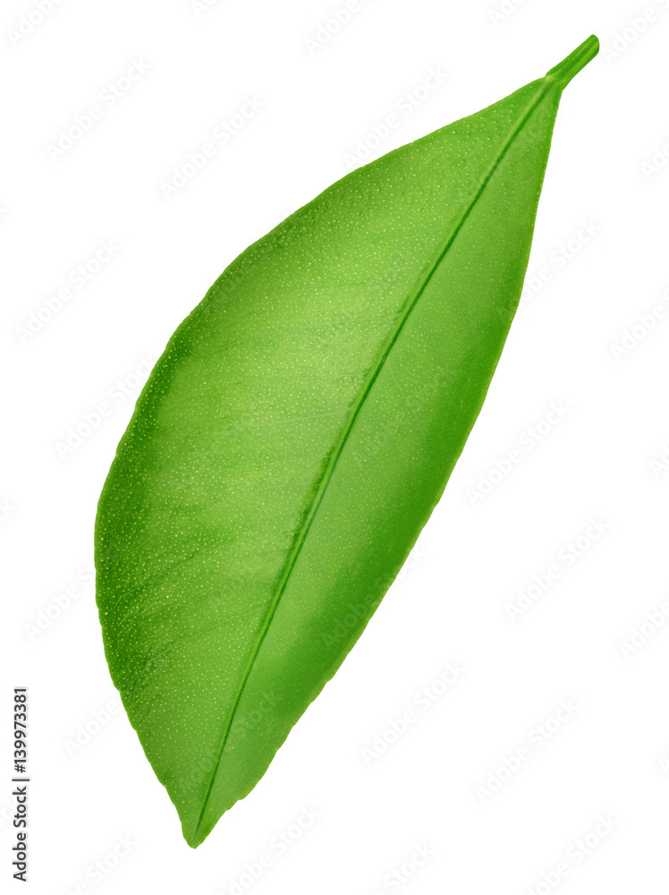 Obraz premium Citrus leaf isolated on a white