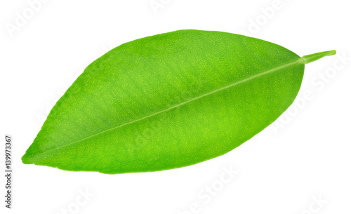 Citrus leaf isolated on a white