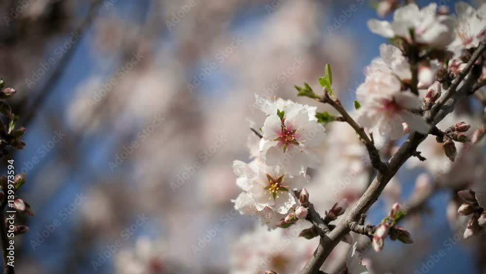 Flowering apricot tree against the blue sky Flowering apricot tree against the blue sky