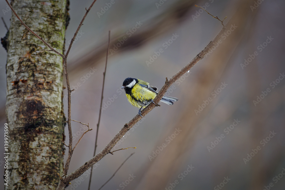 The great tit (Parus major) The great tit (Parus major)